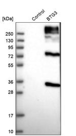 BTG3 Antibody in Western Blot (WB)