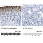 UPK3A Antibody