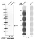 RABL4 Antibody in Western Blot (WB)