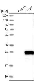 RABL4 Antibody in Western Blot (WB)