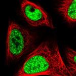 LUC7L3 Antibody in Immunocytochemistry (ICC/IF)