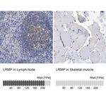 Lrmp Antibody