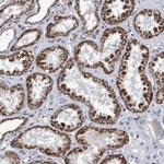 COBL Antibody in Immunohistochemistry (IHC)