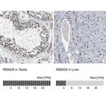 RBM28 Antibody