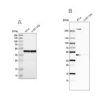 SMARCB1 Antibody in Western Blot (WB)