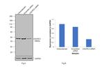 UQCRC2 Antibody