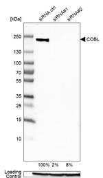 COBL Antibody