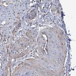 COBL Antibody in Immunohistochemistry (IHC)