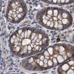 COBL Antibody in Immunohistochemistry (IHC)