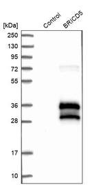 BRICD5 Antibody in Western Blot (WB)