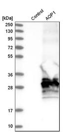 Aquaporin 1 Antibody in Western Blot (WB)