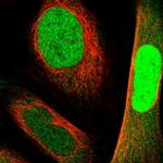 NANS Antibody in Immunocytochemistry (ICC/IF)