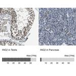 ING2 Antibody