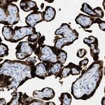 S100P Antibody in Immunohistochemistry (IHC)