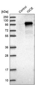 IQCE Antibody in Western Blot (WB)