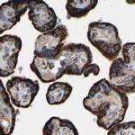 HIBADH Antibody in Immunohistochemistry (IHC)