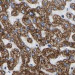 HIBADH Antibody in Immunohistochemistry (IHC)