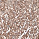 PER3 Antibody in Immunohistochemistry (IHC)