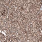 PER3 Antibody in Immunohistochemistry (IHC)