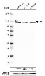 UPF1 Antibody in Western Blot (WB)