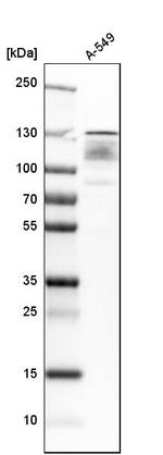 UPF1 Antibody in Western Blot (WB)