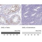 DAZL Antibody