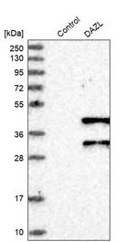 DAZL Antibody in Western Blot (WB)