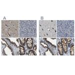 CANT1 Antibody in Immunohistochemistry (IHC)