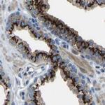 CANT1 Antibody in Immunohistochemistry (IHC)