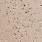 NPAS2 Antibody in Immunohistochemistry (IHC)