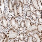 NPAS2 Antibody in Immunohistochemistry (IHC)