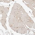 NPAS2 Antibody in Immunohistochemistry (IHC)