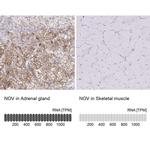 NOV Antibody