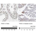 Nuclear Matrix Protein p84 Antibody