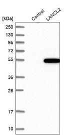 LANCL2 Antibody in Western Blot (WB)