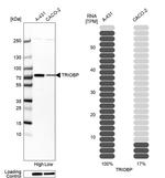 Tara Antibody in Western Blot (WB)