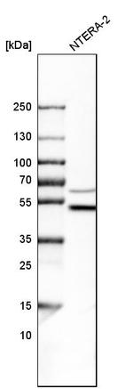 WIPI2 Antibody in Western Blot (WB)
