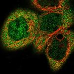 Cbl-b Antibody in Immunocytochemistry (ICC/IF)