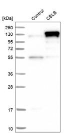 Cbl-b Antibody in Western Blot (WB)