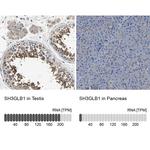 Bif1 Antibody