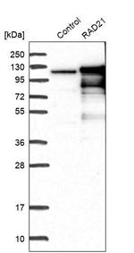 RAD21 Antibody in Western Blot (WB)