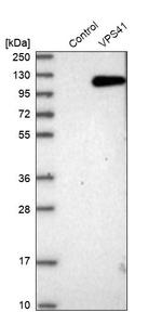 VPS41 Antibody in Western Blot (WB)