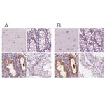 PAEP Antibody in Immunohistochemistry (IHC)