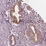 PAEP Antibody in Immunohistochemistry (IHC)