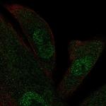 KIF12 Antibody in Immunocytochemistry (ICC/IF)