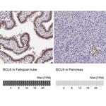 BCL9 Antibody