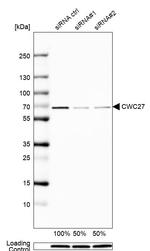 CWC27 Antibody