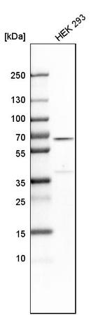 CWC27 Antibody in Western Blot (WB)