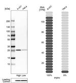 PSPH Antibody in Western Blot (WB)