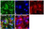 SHMT2 Antibody in Immunocytochemistry (ICC/IF)